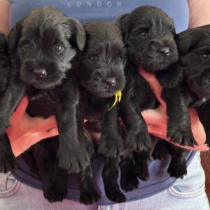 Four Paws Of Happiness Sznaucer Miniaturowy Czarny