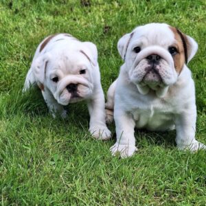 Mambabull (FCI) BULDOG ANGIELSKI